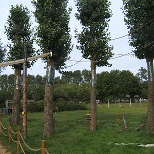 Emperor Tamarin outdoor tree enclosure