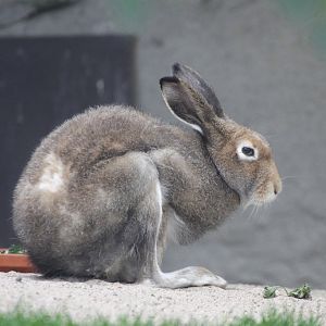 Arctic Hare (Lepus timidus)