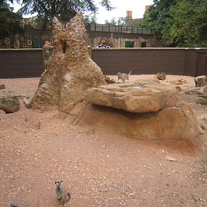 View of re-built Meerkat enclosure