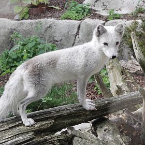 Arctic Fox (Alopex lagopus)