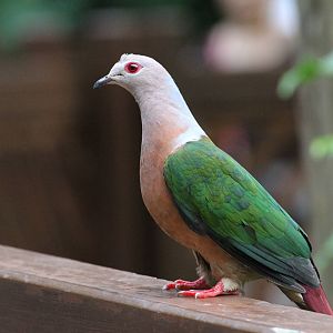 Purple-tailed Imperial Pigeon