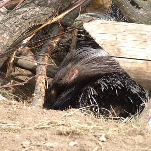 African Crested Porcupine at Woburn, 01/09/13
