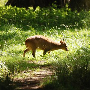 Reeves' Muntjac at Woburn, 01/09/13