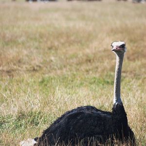 Ostrich at Woburn, 01/09/13