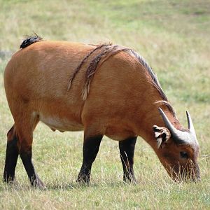 Congo Buffalo at Woburn, 01/09/13