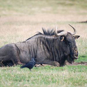 Black-bearded Brindled Gnu at Woburn, 01/09/13