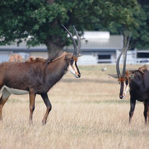 Sparring Sable at Woburn, 01/09/13