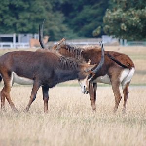 Sparring Sable at Woburn, 01/09/13