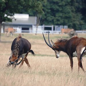 Sparring Sable at Woburn, 01/09/13