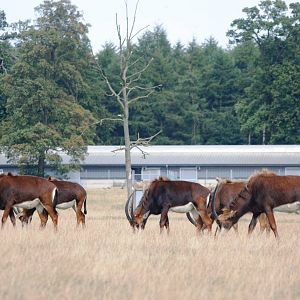 Southern Sable Antelope at Woburn, 01/09/13