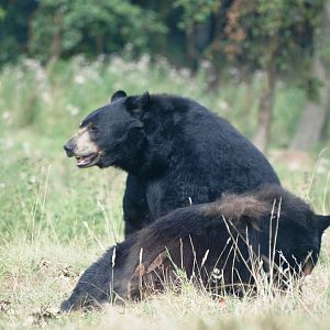 American Black Bears at Woburn, 01/09/13