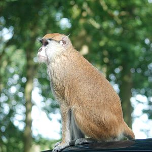 Patas Monkey at Woburn, 01/09/13