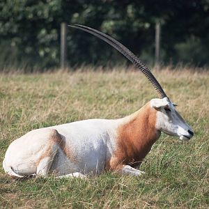 Scimitar-horned Oryx at Woburn, 01/09/13