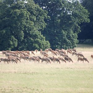 Pere David's Deer at Woburn, 01/09/13