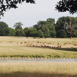 Red Deer at Woburn, 01/09/13