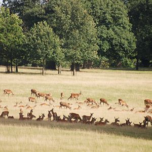 Red Deer at Woburn, 01/09/13