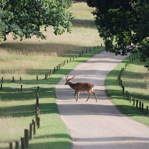 Manchurian Sika at Woburn, 01/09/13