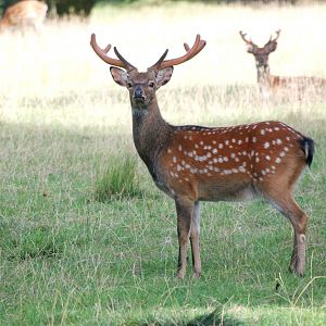 Manchurian Sika at Woburn, 01/09/13