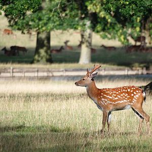 Manchurian Sika at Woburn, 01/09/13