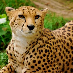 CHEETAH