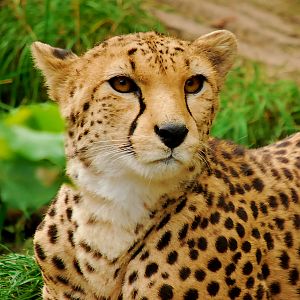 CHEETAH