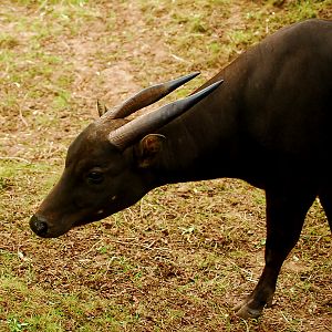 LOWLAND ANOA