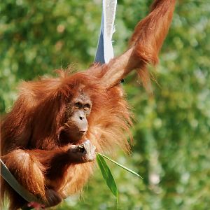 ORANGUTAN