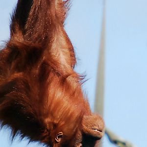 ORANGUTAN