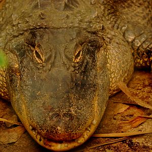 MISSISSIPPI ALLIGATOR