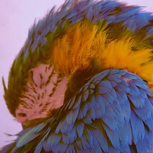 BLUE AND GOLD MACAW