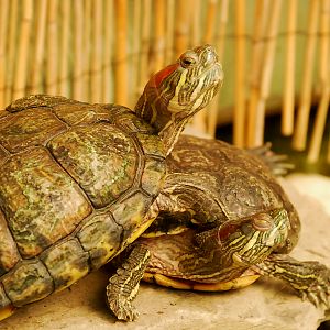 RED EARED TERRAPIN