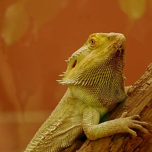 BEARDED DRAGON