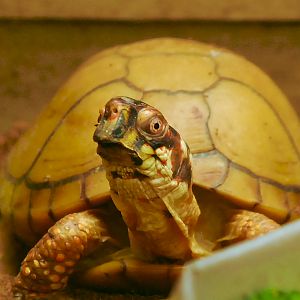 EASTERN BOX TURTLE