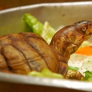 THREE TOED BOX TURTLE
