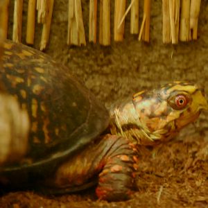 EASTERN BOX TURTLE