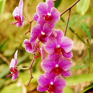 ORCHIDS
