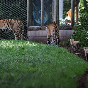 Amur Tiger Family