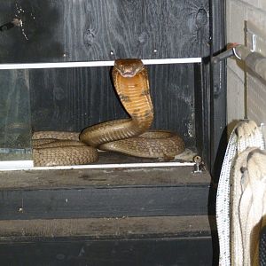 Male King Cobra (behind the scenes)