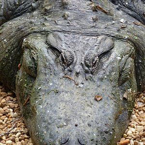 American Alligator