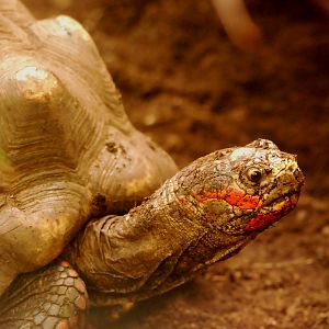 RED FOOTED TORTOISED