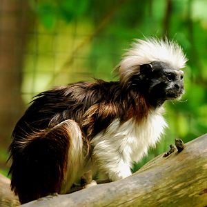 COTTON TOP MARMOSET