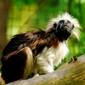 COTTON TOP MARMOSET