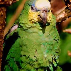 ORANGE WINGED AMAZON