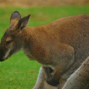 RED NECK WALLABY