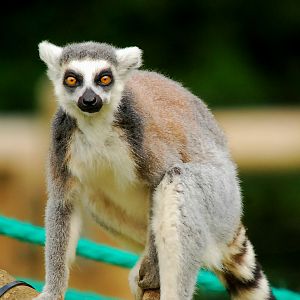 RING TAILED LEMUR