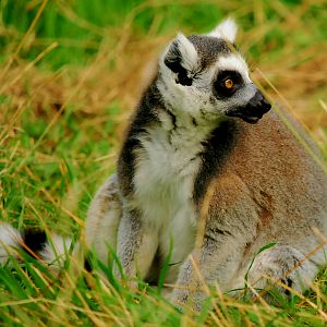 RING TAILED LEMUR