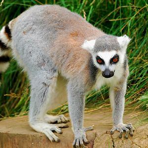 RING TAILED LEMUR