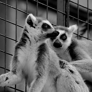 RING TAILED LEMUR