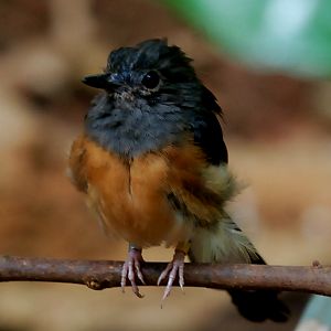 WHITE RUMPED SHAMA