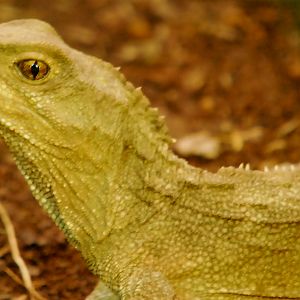 TUATARA